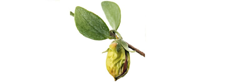 huile de jojoba bio