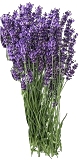 Huile essentielle de lavande aspic (Lavandula latifolia)