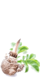 Le konjac (Amorphophallus konjac) : le coupe-faim