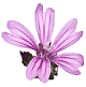 La mauve (Malva sylvestris)