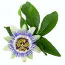 Passiflore, guide des propriétés, utilisations et bienfaits