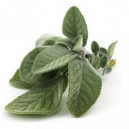 Utilisations et bienfaits de la sauge, régulatrice et anti inflammatoire